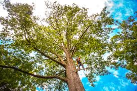 Best Tree Fertilization  in Boothwyn, PA