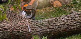 How Our Tree Care Process Works  in  Boothwyn, PA