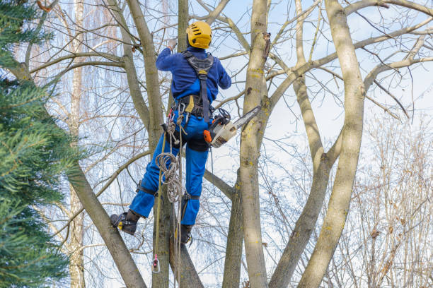 Best Tree Risk Assessment  in Boothwyn, PA