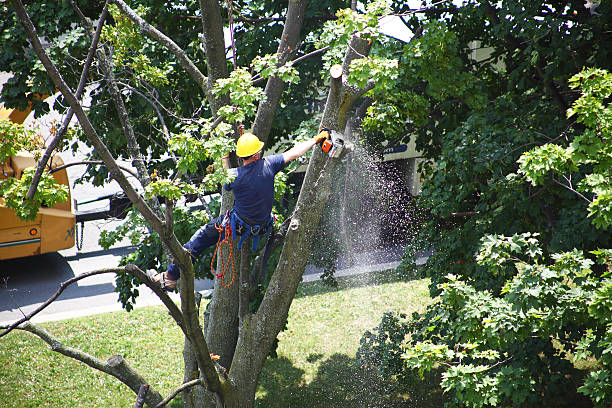 Best Tree Removal  in Boothwyn, PA